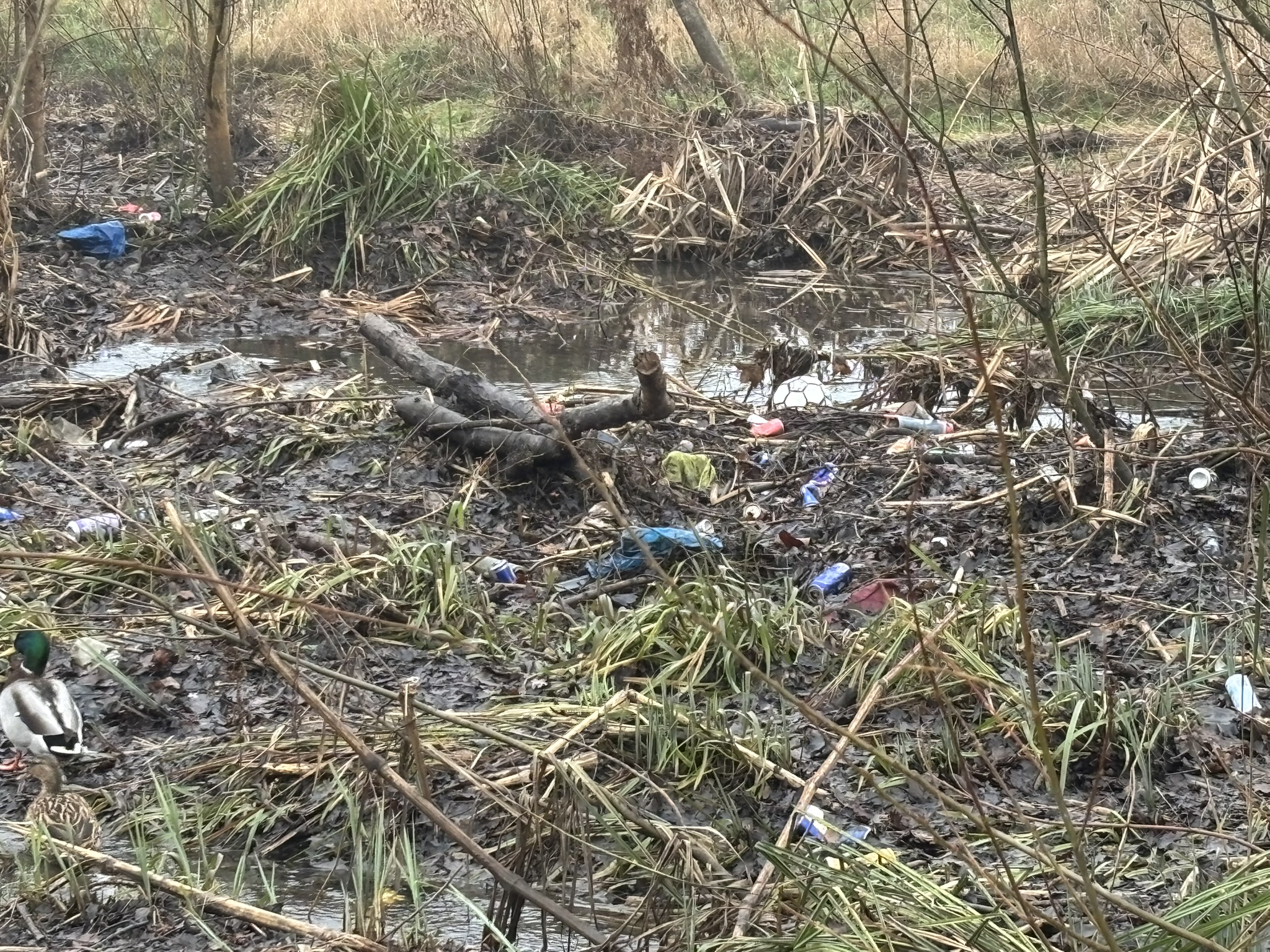 Rubbish in a wetland in Enfield